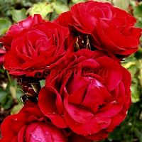 Нина Вэйбулл(Nina Weibull)