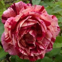 Оттавио Миссони (Ottavio Missoni)