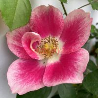 Фанни Фейс (Funny Face)