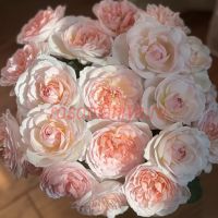 Принцесс Вейл (Princess Veil)