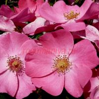 Фортуна (Fortuna)