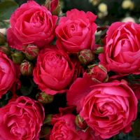 Шерри Леди (Cherry Lady)