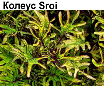 Колеус Sroi