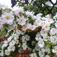 Невада (Nevada)