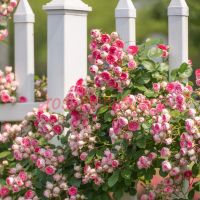 Руж Баттон (Rouge Вutton)