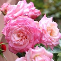 Три Свадьбы (Three Weddings)