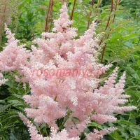 Астильба Европа (Europa) японская