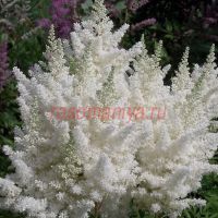 Астильба Арендса Браутшлейер (Brautschleier)