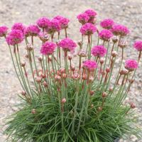 Армерия приморская Splendens