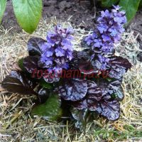 Живучка Блэк Скэллоп (Black Scallop)