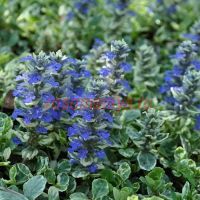 Живучка Вариегата (Variegata)