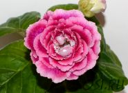 ЕН-Вместе Навсегда (сел.Е.Николаева) Новинка 2025!