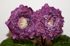 ЕН-Тигровая Акула (сел.Е.Николаева) Новинка 2025!