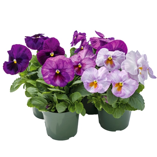 Виола Виттрока (Viola wittrockiana) Inspire Plus Lavender Blotch Shades, 100 семян