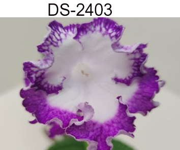 DS-2403 (Диметрис)  НОВИНКА КАТАЛОГА