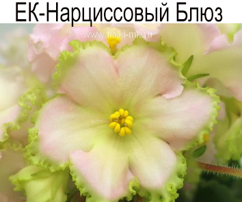 ЕК-Нарциссовый Блюз (Коршунова)