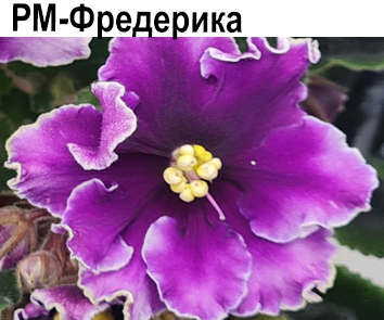 РМ-Фредерика (Скорнякова)