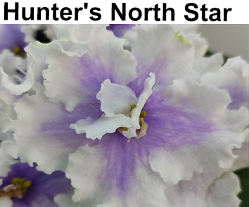 Hunter"s North Star