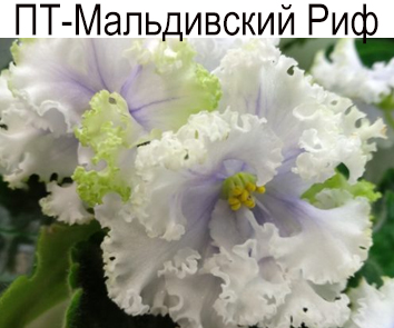 ПТ-Мальдивский Риф (Пугачева)