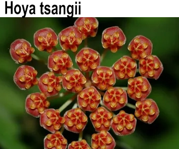 Хойя Tsangii  НОВИНКА КАТАЛОГА