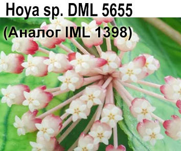 Hoya sp. DML 5655