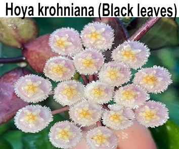 Hoya krohniana 'Black Leaves'