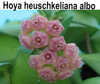 hoya heuschkeliana albo