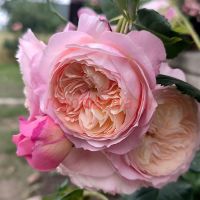 Констанс (Constance)