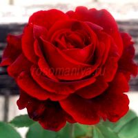 Дон Жуан (Don Juan)