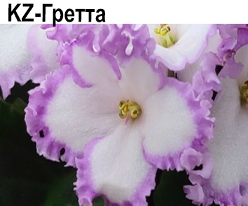 KZ-Гретта (Заикина)  НОВИНКА КАТАЛОГА