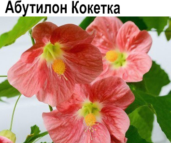 Абутилон Кокетка