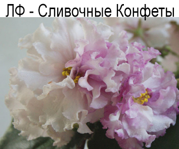 ЛФ-Сливочные Конфеты (Федосеева)
