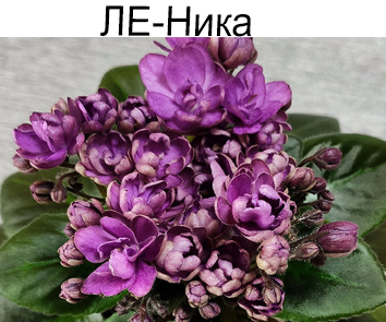 ЛЕ-Ника (Лебецкая) спорт