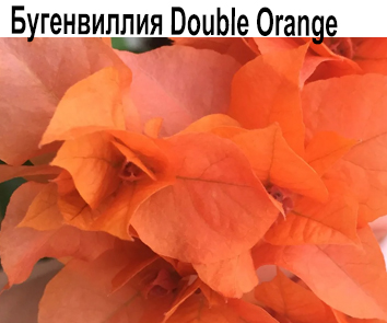 Бугенвиллия Double Orange  НОВИНКА КАТАЛОГА