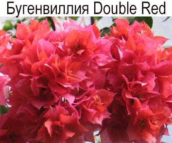 Бугенвиллия Double Red