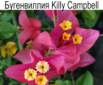 Бугенвиллия Killy Campbell
