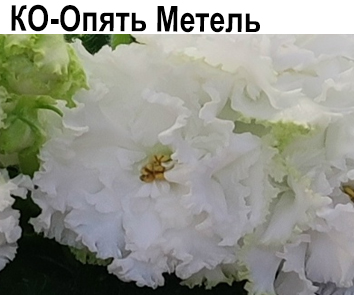 КО-Опять Метель (Кособокова)  НОВИНКА КАТАЛОГА!