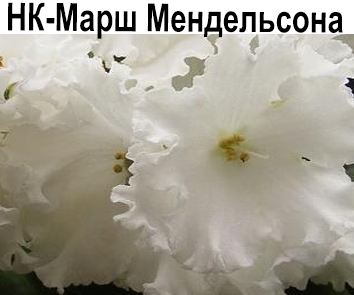 НК-Марш Мендельсона (Козак)