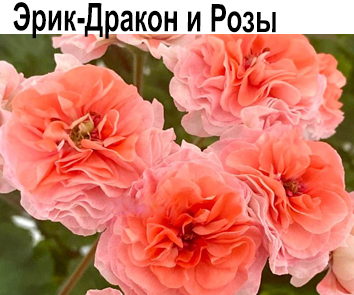 Пеларгония розебудная зонартик Эрик-Дракон и Розы  НОВИНКА КАТАЛОГА