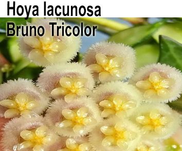 Хойя Lacunosa Bruno Tricolor  НОВИНКА КАТАЛОГА