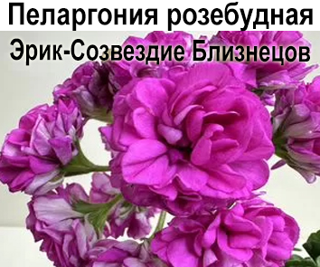 Пеларгония розебудная Эрик-Созвездие Близнецов  НОВИНКА КАТАЛОГА
