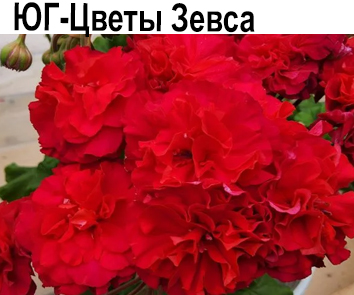 Пеларгония розебудная ЮГ-Цветы Зевса  зонартик гибрид  НОВИНКА КАТАЛОГА