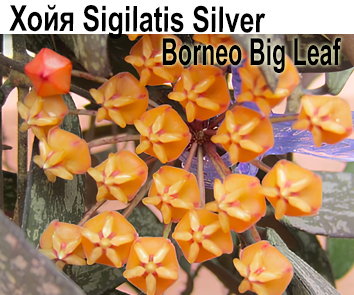 Хойя Sigilatis Silver Borneo Big Leaf  НОВИНКА
