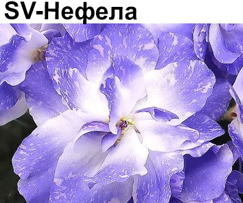 SV-Нефела (С. Суворова)  НОВИНКА КАТАЛОГА