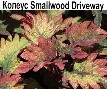 Колеус Smallwood Driveway  НОВИНКА КАТАЛОГА