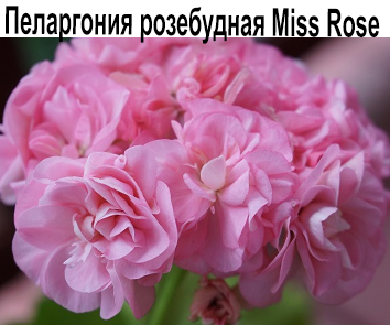 Пеларгония розебудная Miss Rose