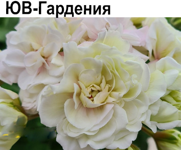 Пеларгония розебудная ЮВ-Гардения  НОВИНКА КАТАЛОГА