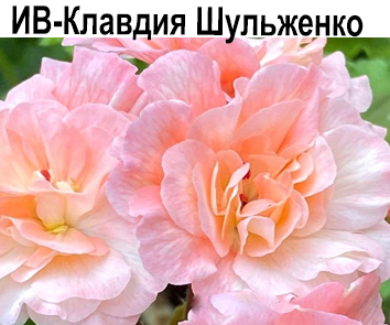 Пеларгония розебудная ИВ-Клавдия Шульженко   НОВИНКА КАТАЛОГА