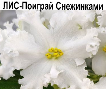 ЛИС-Поиграй Снежинками (Л. Сергеева) 2024 г.  НОВИНКА КАТАЛОГА