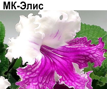 МК-Элис